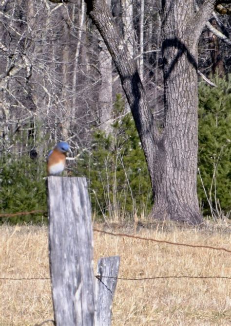 2014 01 20 004 Eastern Blue Bird Cades Cove Smokey Mts Woodsmen2