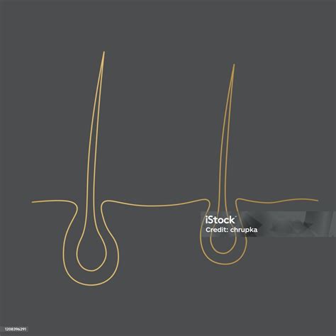 황금 머리 여포 아이콘 모낭에 대한 스톡 벡터 아트 및 기타 이미지 모낭 금 금속 털망울 Istock