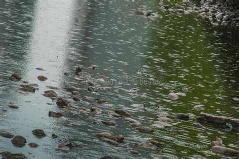 Drops Of Water Fall On Surface Of River During Rain Stock Image Image