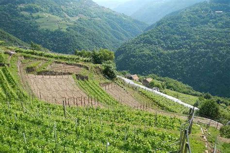 Trentino Insediamento Giovani Agricoltori Ulteriori Aiuti Per 960mila