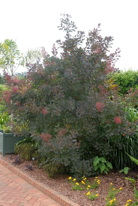 Cotinus Coggygria Common Smoketree Smokebush Smoketree North