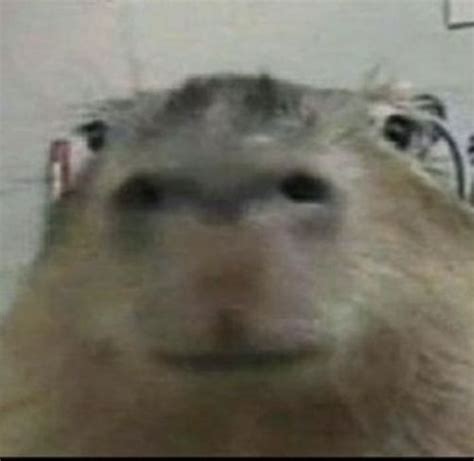 Adorable Capybara Pet