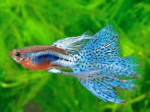 Different Types of Guppies with Pictures (Including Fancy & Usual ...