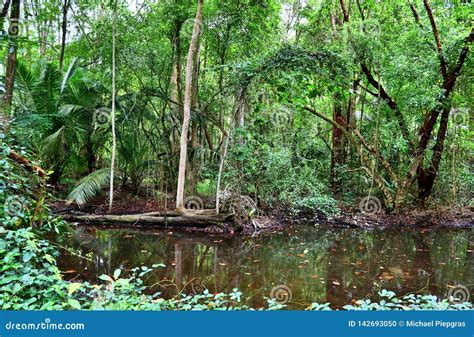 Beautiful Green Rainforest Shots In Different Places On The Seychelles