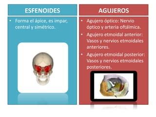 Dossier Sobre Generalidades Del Ojo Ppt