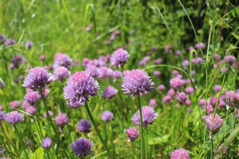 A Pink Flower Of Chives Allium Schoenoprasum Growing In The Garden