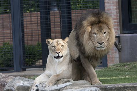 - Schools & Government-Click Picture to see Gallery - Lion Habitat ...