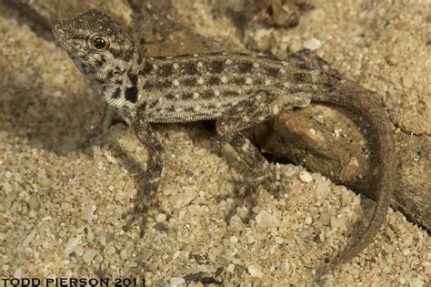 Pristurus Rupestris Rock Semaphore Gecko A Photo On Flickriver