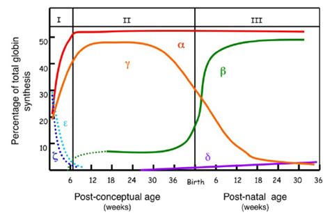 Changes In Globin Gene Expression Profile During Ontogeny The X Axis