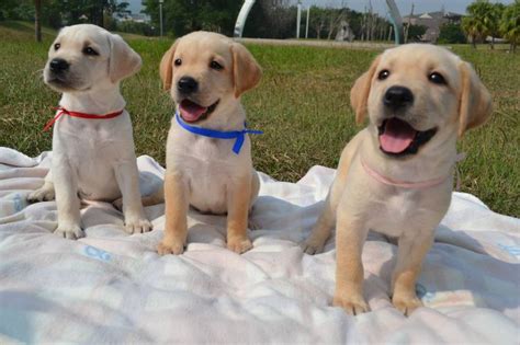 Guide Dog Puppies. Aren't they adorable? | Lab puppies, Cute little ...