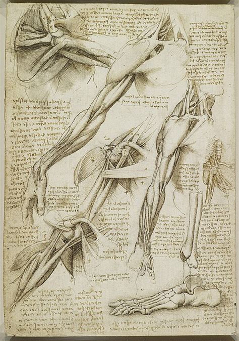 Why Did Renaissance Artists Study Anatomy? (Top 5 Reasons!) - Analyze ...