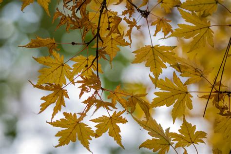 Wallpaper Sunlight Garden Nature Park Branch Green Yellow