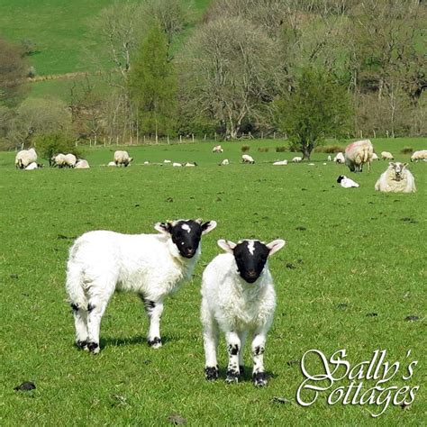 The View From My Kitchen Window Gorgeous Spring Lambs Hopping About