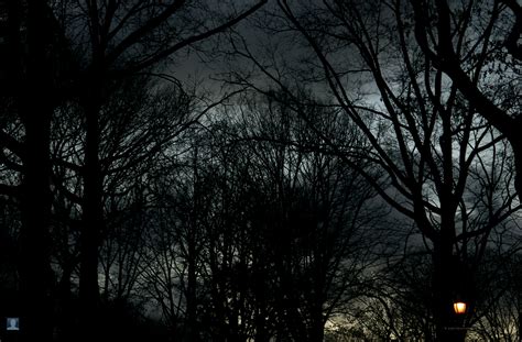 Dark trees HD Wallpapers - wallpaper202