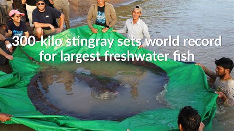 Stingray In Cambodia May Be Largest Freshwater Fish Ever Caught