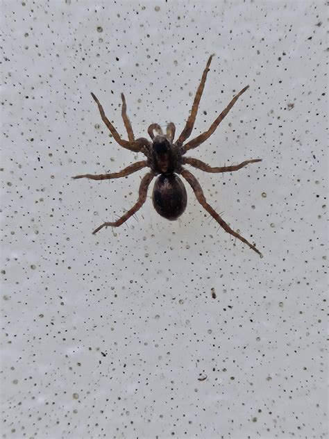 Are these wolf spiders? Southern WV : r/spiders