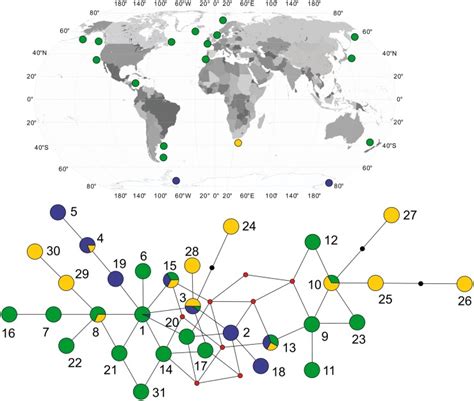 Median Joining Network Based On Mtdna Control Region Fragment