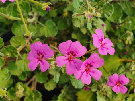 Pelargonium magentium (rodanthum) (4 seeds) – Lifestyle Seeds