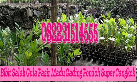 Jual Bibit Salak Gula Pasir Madu Gading Pondoh Super Cangkok Sleman