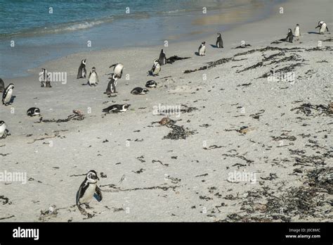 Penguins beach in cape town Stock Photo - Alamy