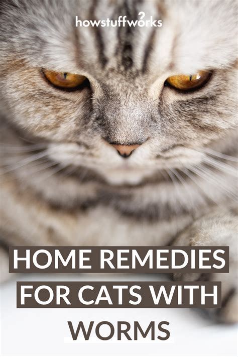 11 natural home remedies for cat constipation you should know – Artofit