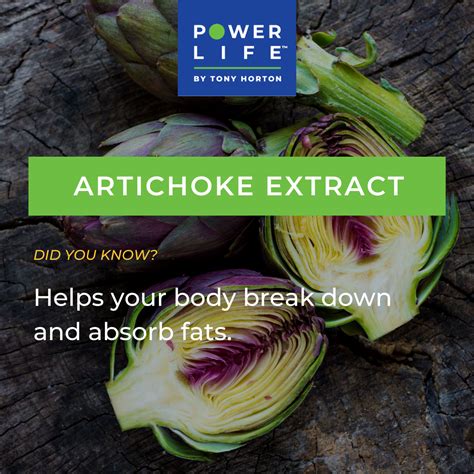 My Power Life Ingredient Highlight Artichoke Artichoke Extract Health Benefits Health