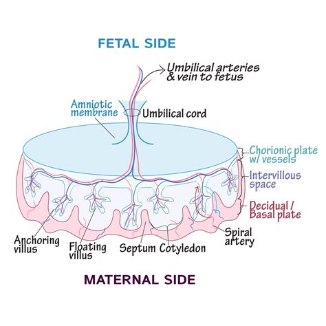 Anatomy Of Placenta