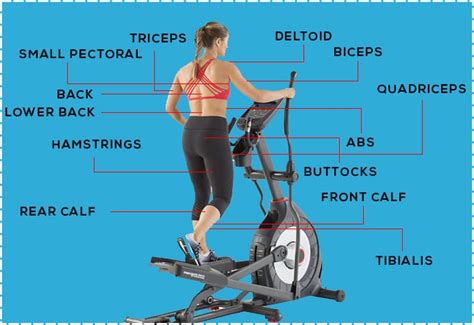 What Muscles Does The Elliptical Machine Work 12 Benefits Of