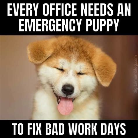 cute puppy memes  melt  heart