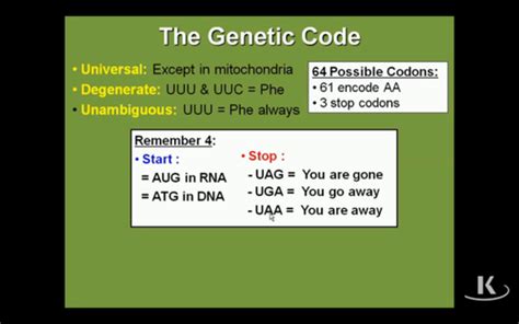 The Genetic Code Mutations And Translation Protein Synthesis