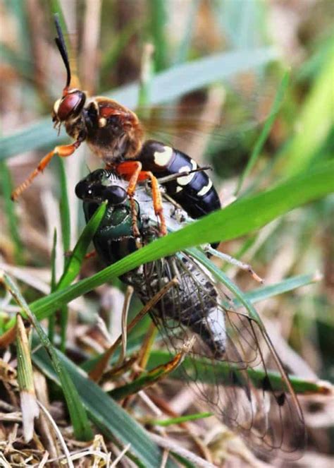 Ground Hornets Cicada Killer Wasps 15 Things To Know Get Rid Of Them The Buginator