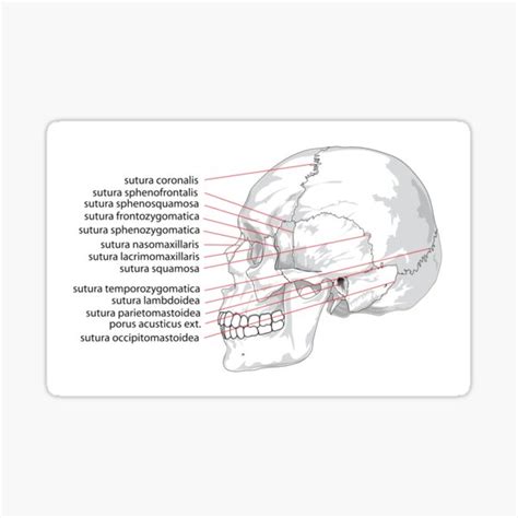 "Skull Sideways Anatomy Chart" Sticker for Sale by FunckyDesigns ...