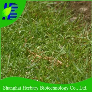 Paspalum Vaginatum Seeds,Seashore Paspalum Seeds For Golf Course Turf - Buy Seashore Paspalum ...