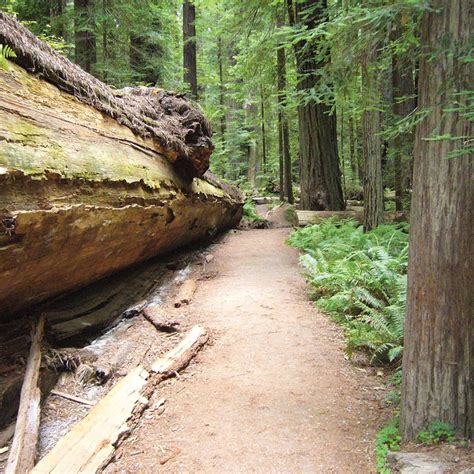 Redwood Hiking Trails — Humboldt County