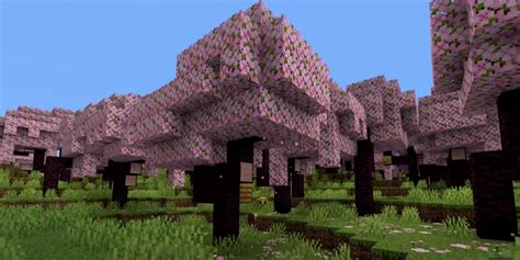 Minecraft To Receive Cherry Blossom Biome In Update 1.20