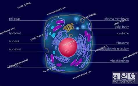 3d Labeled Animal Cell