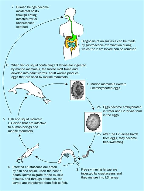 Infections Related To The Ingestion Of Seafood Part Ii Parasitic