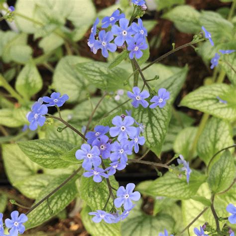 Brunnera Macrophylla Sea Heart Gardeners Dream