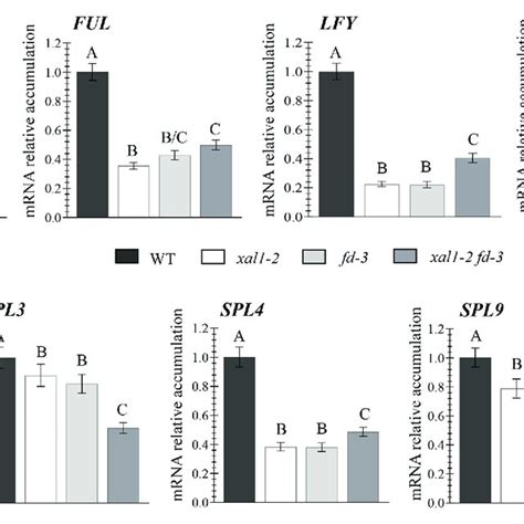 Regulation Of Different Flowering Genes By XAL1 And FD Relative