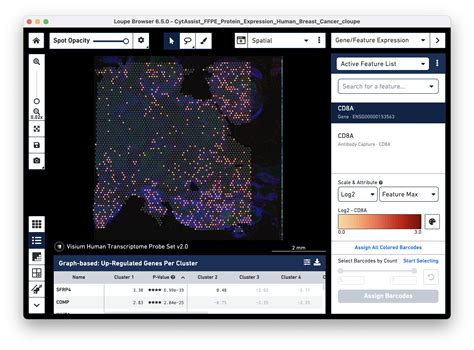 Protein Expression Visualization And Thresholding With Loupe Browser