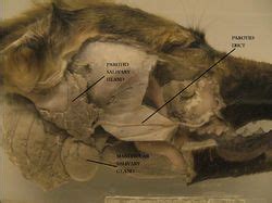 Parotid Gland Duct Anatomy Novodoor Tr