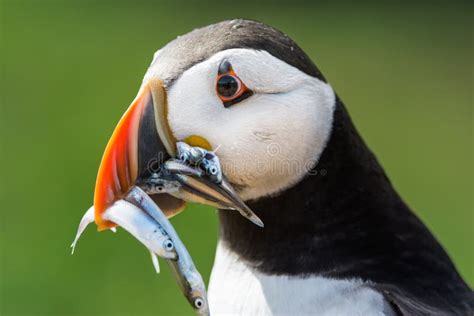 Puffin with Sand Eels stock photo. Image of watching - 42142424