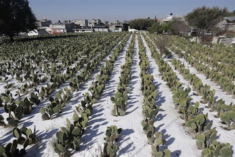 Dañan Lluvias Y Granizo Más De Mil Hectáreas De Cosechas Sdr México