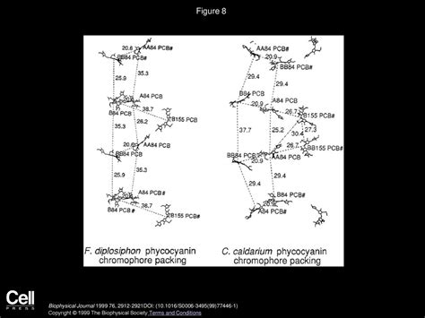 Crystal Structure Of C Phycocyanin From Cyanidium Caldarium Provides A