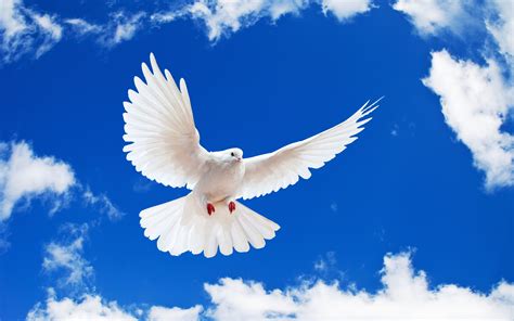 White Dove Wallpapers | HD Wallpapers | ID #8935