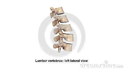 Lumbar Vertebrae Lateral View Stock Photo CartoonDealer 81729222