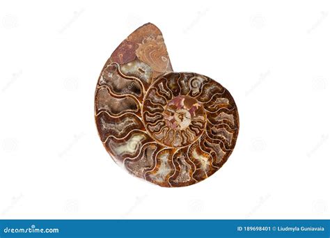 Ammonite - Ancient Mollusk Fossils Isolated on White Stock Image - Image of fossils, mineral ...