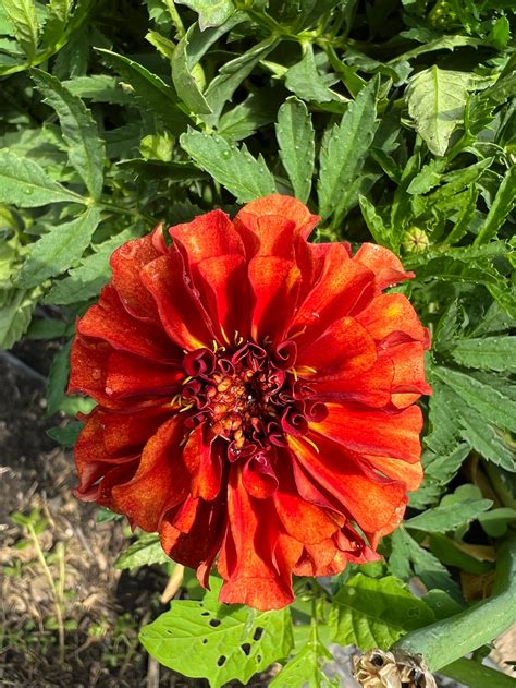 10 Strawberry Blonde Marigold Seeds Etsy