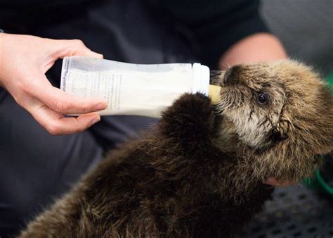 Two rescued baby sea otters find forever home at Georgia Aquarium