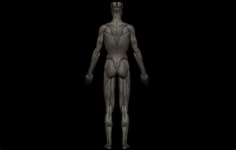 3d Hd Female Complete Human 3d Anatomy Model Turbosquid 1729023